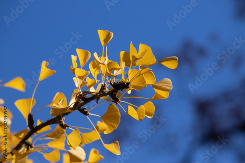 Golden Ginkgo Leaf Branch Against Bright Blue Sky in Autumn Light, Closeup Na...