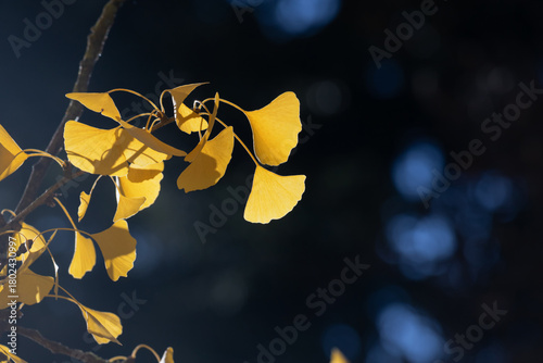 Golden Yellow Leaves On Branch In Quiet Autumn Light Against Dark Blue Backgr...