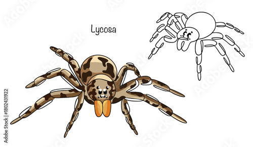 Lycosa