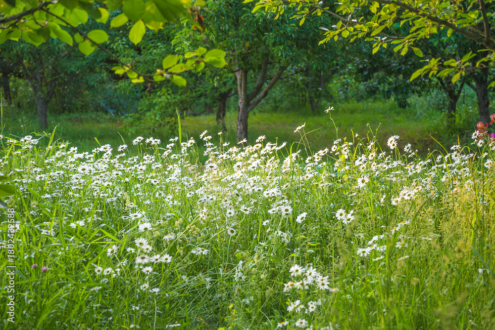 Fototapeta premium Beautiful meadow with white daisy or marguerite flowers in a summer garden