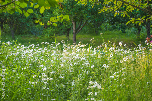 Fototapeta Naklejka Na Ścianę i Meble -  Beautiful meadow with white daisy or marguerite flowers in a summer garden