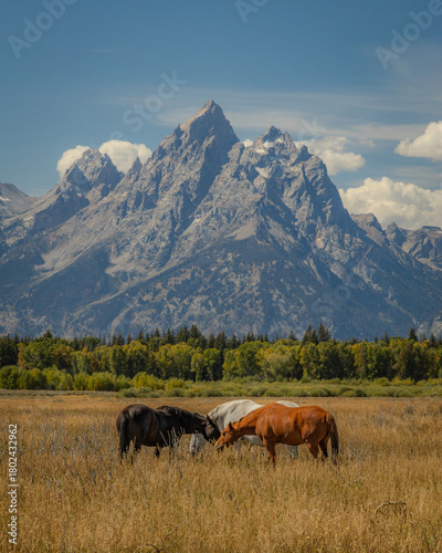 Photography horses in the mountains