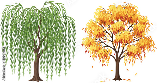 Willow tree, autumn tree, seasonal foliage, leaf color change, nature contrast, tree species, fall season, landscape vector, educational illustration, cad drawing