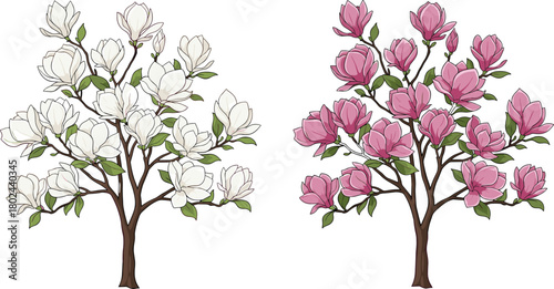 Magnolia tree illustration, white and pink flowers, botanical vector art, spring blossom, floral design, garden plant, nature clipart, CAD drawing