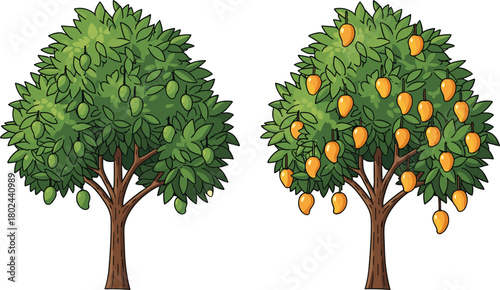 Mango tree with ripe and unripe fruits, green foliage, tropical orchard, fruit ripening stages, nature contrast, agriculture, harvest season