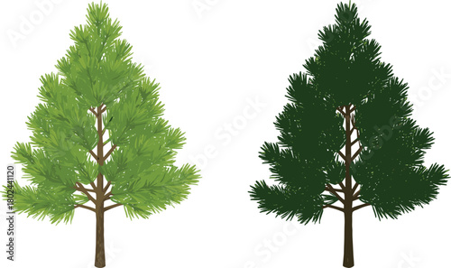 Pine tree foliage comparison, light and dark green leaves, seasonal variation, forest plant, nature illustration, cad drawing flat vector