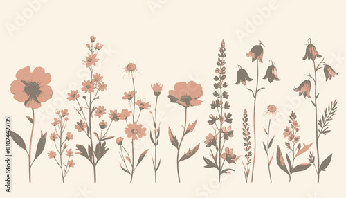A neutral-toned illustration featuring various wildflowers, stems, and blooms arranged across a row