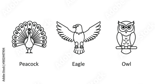 Simple line drawings of a peacock eagle and owl are displayed