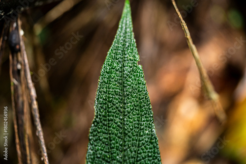 Rustic jungle green leaf, natural green texture