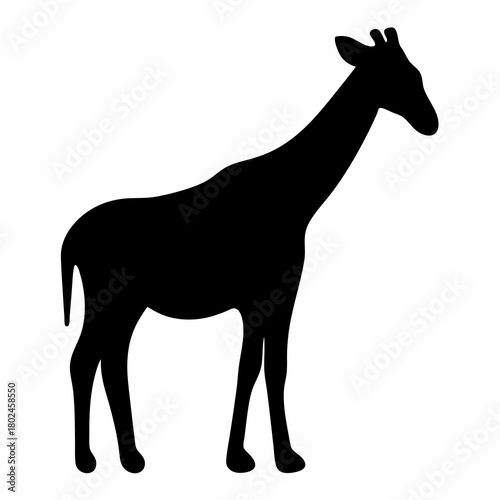 Silhouette of a Giraffe, a tall African mammal, against white background
