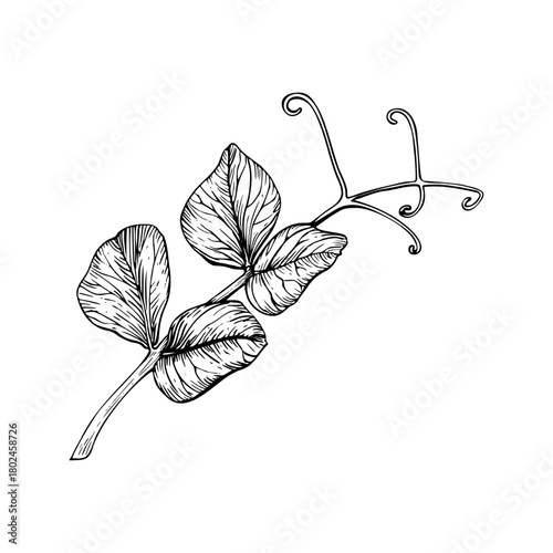 A sweet pea leaves, branch with tendrils. Black and white hand drawn botanical style vector illustration. Painted by black inks. Sketch with fine lines isolated on white. Perfect for cards clip art.