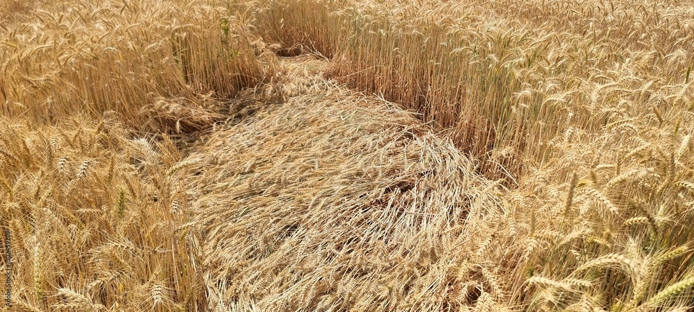 Fototapeta premium Wheat plants fallen. Wheat damage. Wheat fallen due to strong winds and rain. Because of broken straws and hence more difficult to harvest. Wheat field after heavy rains and flood. 4K Footage.