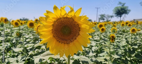 A close-up of a large, vibrant sunflower in full bloom. In the background, other sunflowers can be seen, also facing the clear sky. Sunflower field. A blooming sunflower field in the countryside. 4K.