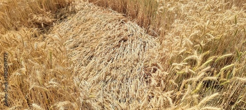 Wheat plants fallen. Wheat damage. Wheat fallen due to strong winds and rain. Because of broken straws and hence more difficult to harvest. Wheat field after heavy rains and flood. 4K Footage.