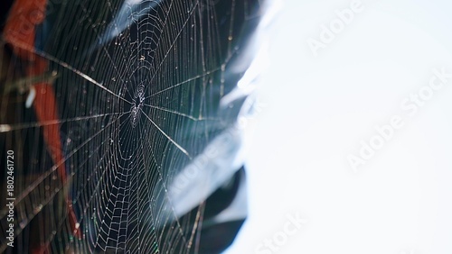 Sprider web black and white