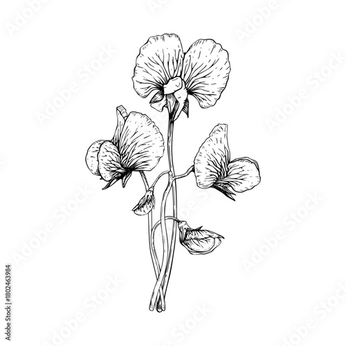 A delicate botanical vector illustration of sweet pea flowers. Ruffled petals and slender stems. The detailed linework in a classic vintage style. Composition painted by black inks.