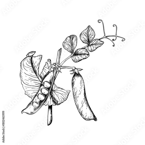 Vector illustration of a sweet, green pea plant with its delicate leaves, curling tendrils, and two pods. One open to reveal round peas inside. Hand drawn black and white sketch in a botanical style.