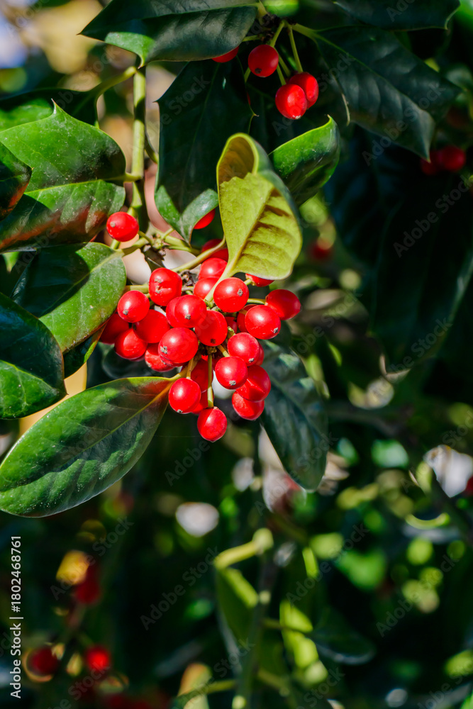 Obraz premium Red berries grow in clusters on a vibrant green plant in a sunny garden during daytime while sunlight filters through the leaves
