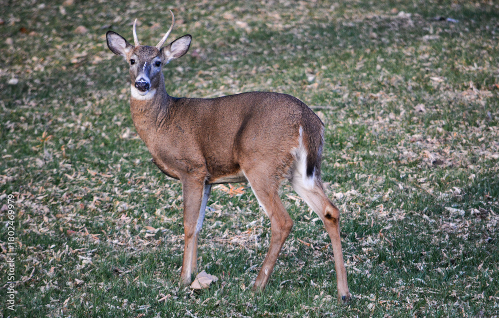 Fototapeta premium Southeast Michigan little spike antlered buck.