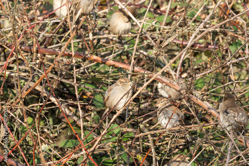 Foto Several house sparrows Passer domesticus huddle together in a bramble thicket