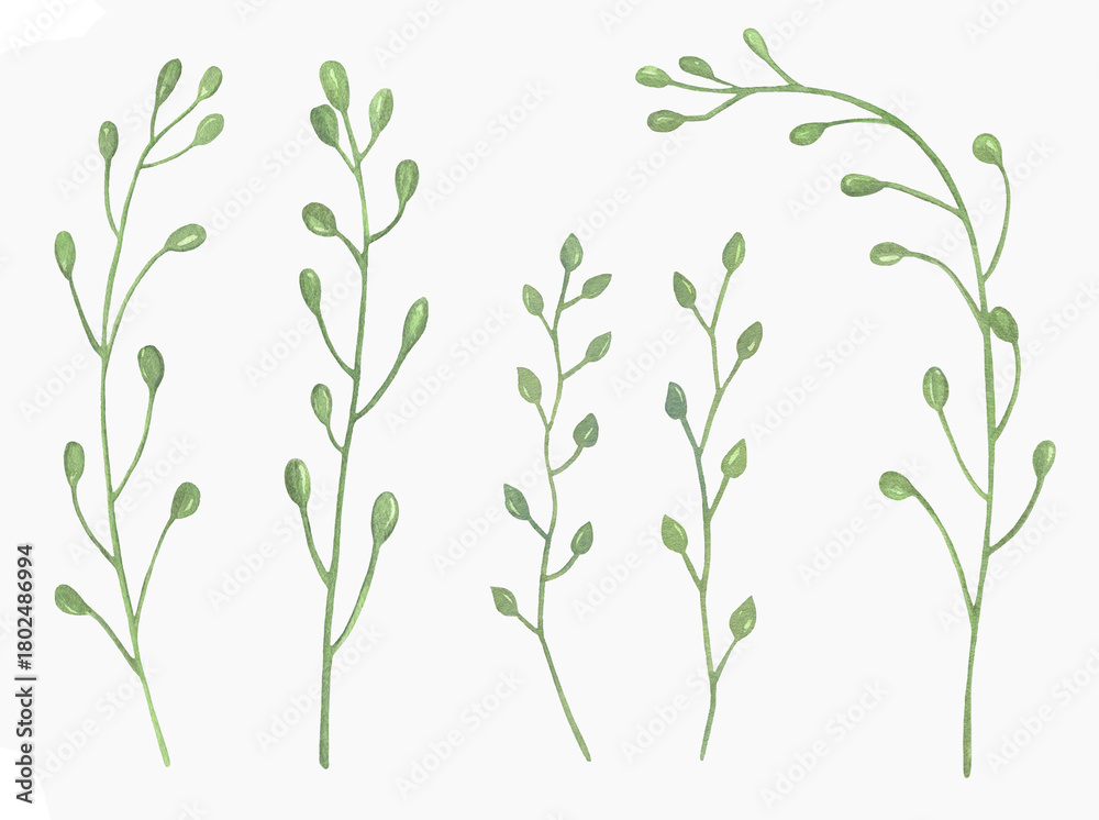 Fototapeta premium Watercolor Floral, watercolor green branches and leaves Illustration. Hand painted isolated on white background.