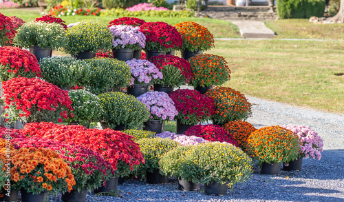 Cuadro en lienzo Colorful chrysanthemums on display at rural farmhouse garden center in Pennsylva