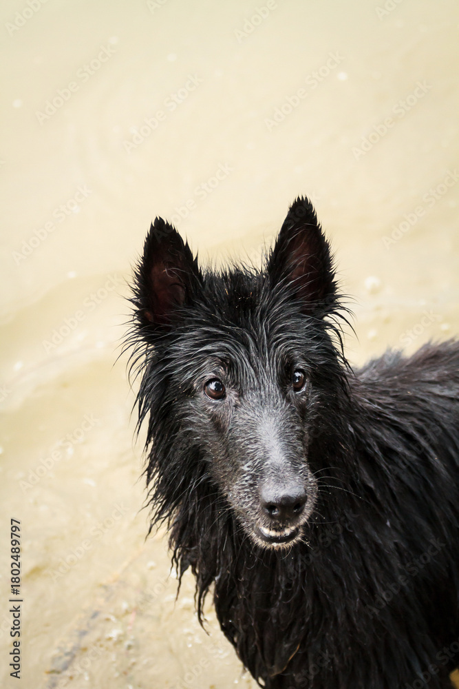 Fototapeta premium a wet black groenendael belgian shepherd dog standing in shallow water