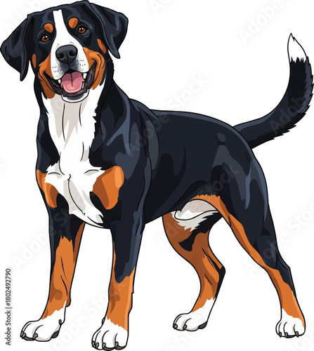Greater Swiss Mountain Dog happy playful pose vector illustration