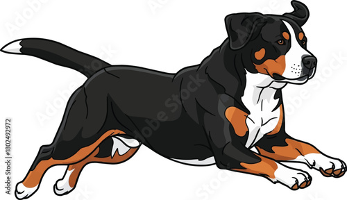 Greater Swiss Mountain Dog running energetic vector illustration