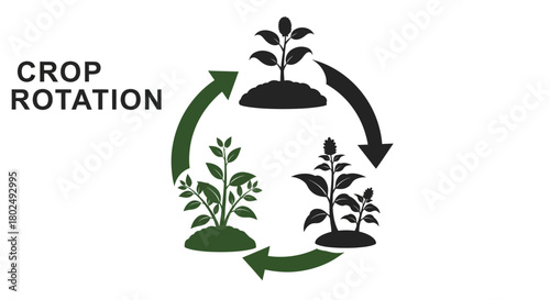 Sustainable farming practice featuring crop rotation cycle with plant growth stages