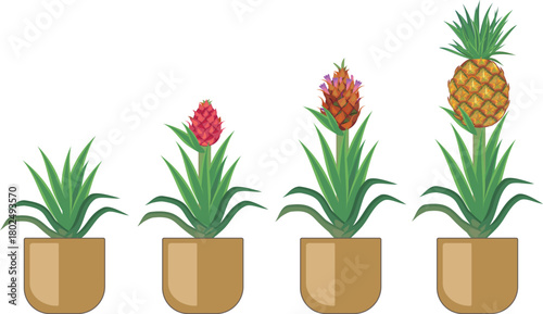 Pineapple plant (Ananas comosus) growth stages from young plant to mature fruiting plant with ripe pineapple fruit. Pineapple life cycle isolated on white background	
