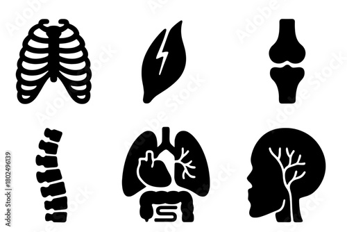 Anatomical Focus Icons. Solid style icons of anatomical focus areas: Exposed Ribcage, Muscle Tear, Joint Illustration, Vein
