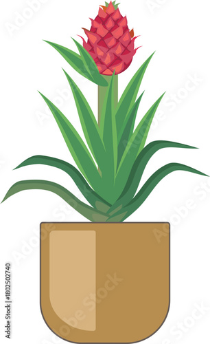 Pineapple plant (Ananas comosus) with bright pink inflorescence and green leaves isolated on white background	