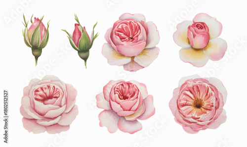 Hand painted watercolor pink rose bouquet isolated on white background. Romantic garden roses for textile floral patterns.