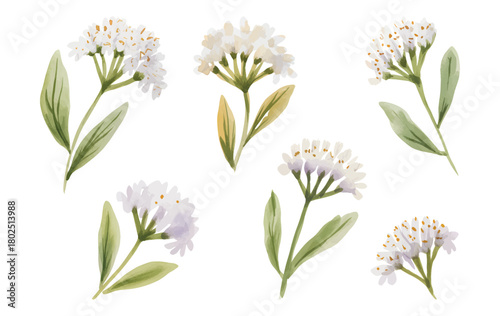Botanical white statice blossoms watercolor texture. Watercolor white limonium flowers.