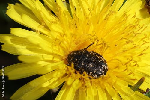 Mediterranean Spotted Chafer beetle (Oxythyrea funesta)