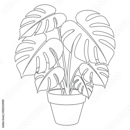 Monstera deliciosa plant in a pot line art style isolated on white background drawing