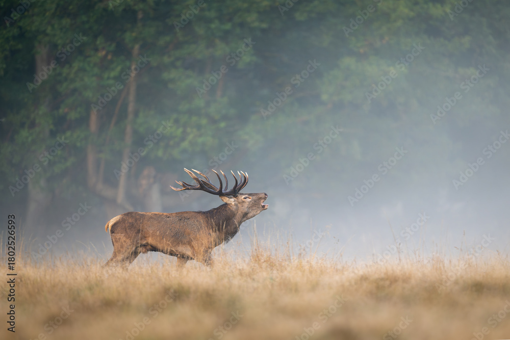 Naklejka premium Deer male buck ( Cervus elaphus ) during rut