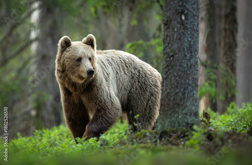 Fototapeta Naklejka Na Ścianę i Meble -  Wild brown bear ( Ursus arctos )