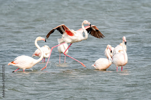 Greater Flamingo