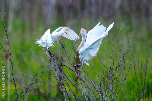 Cattle-Egret