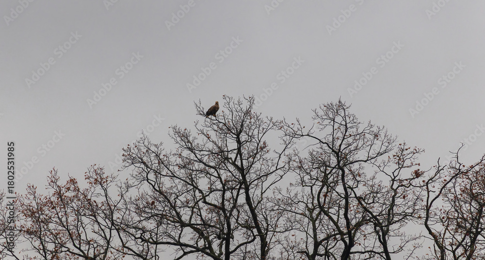 Obraz premium Golden eagle, aquila chrysaetos bird sitting on bare treetop with dark overcast sky. Czech wildlife animal background