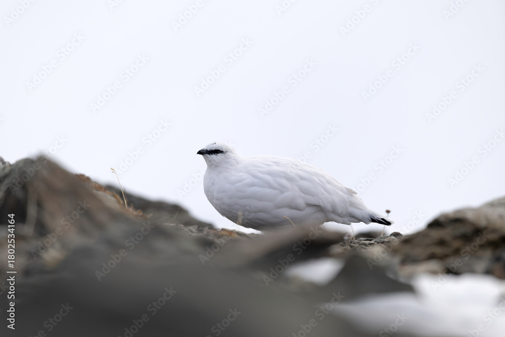 Fototapeta premium Rock ptarmigan resting on alpine rocks in winter, Stelvio National Park