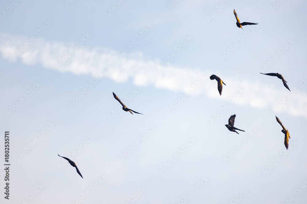 Fototapeta premium Coastal gulls glide beneath soft sunlight, Scene captures peaceful moment of freedom and silent motion in nature