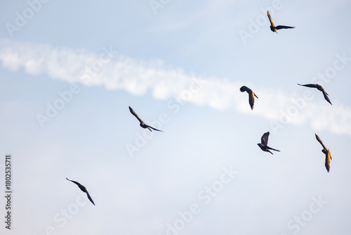 Canvas Print Coastal gulls glide beneath soft sunlight, Scene captures peaceful moment of fre