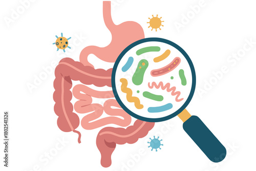 Magnifying glass reveals diverse gut bacteria within the digestive system illustration