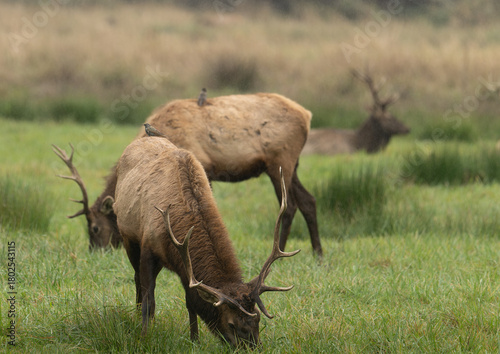 Roosevelt Elk bull
