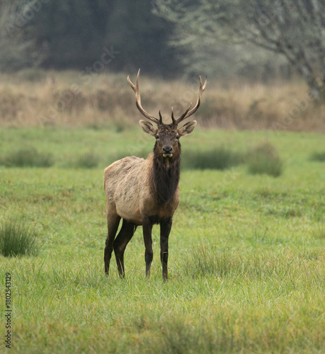 Roosevelt Elk bull
