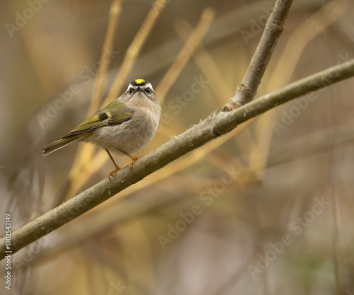Golden-crowned Kinglet