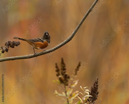 Spotted Towhee in fall colors
